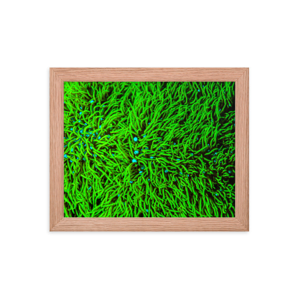 Greener Pastures  - Framed Fine Art Print - Coral Reef Photography Art
