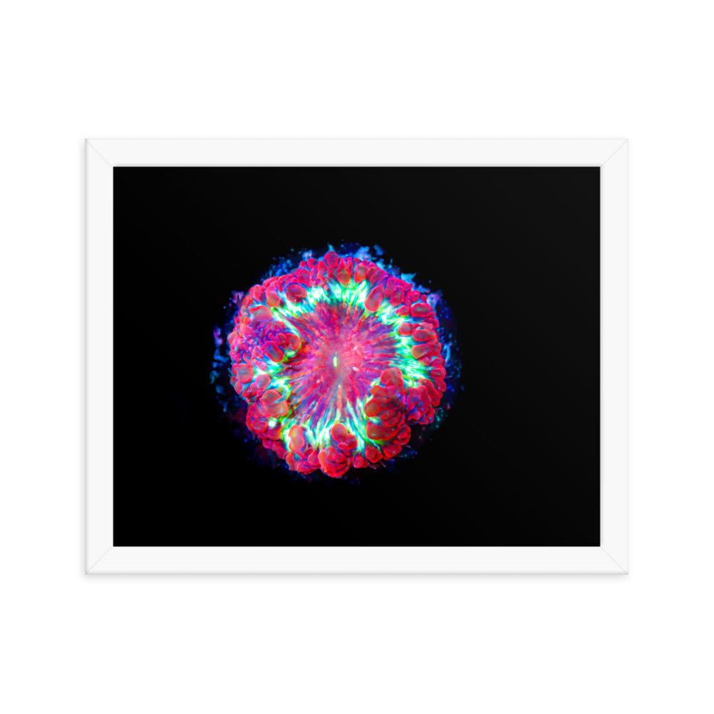 Blastonova - Framed Fine Art Print - Coral Reef Photography Art