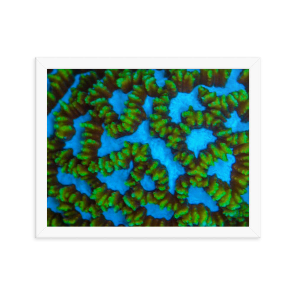 Blue Domino - Framed Fine Art Print - Coral Reef Photography Art