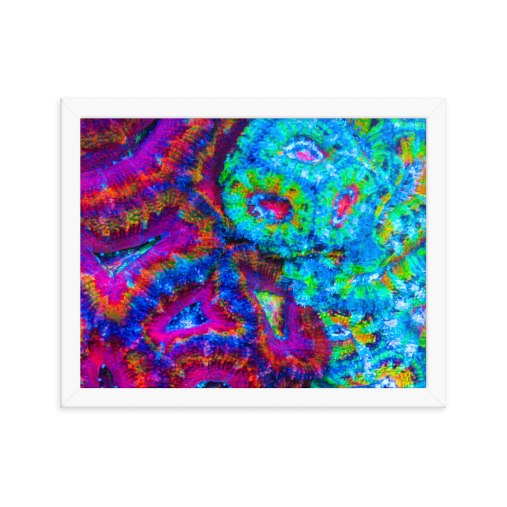 DreamWeaver  - Framed Fine Art Print - Coral Reef Photography Art