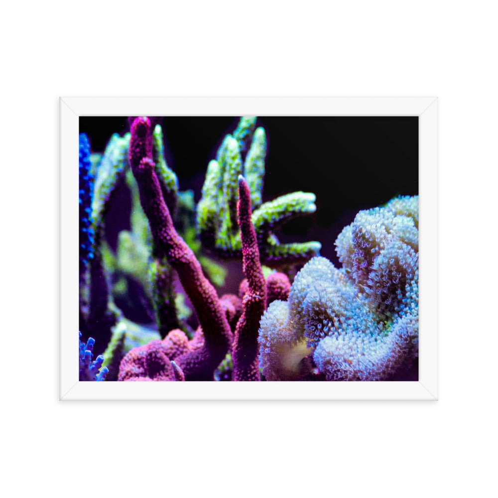 Fairy Garden  - Framed Fine Art Print - Coral Reef Photography Art