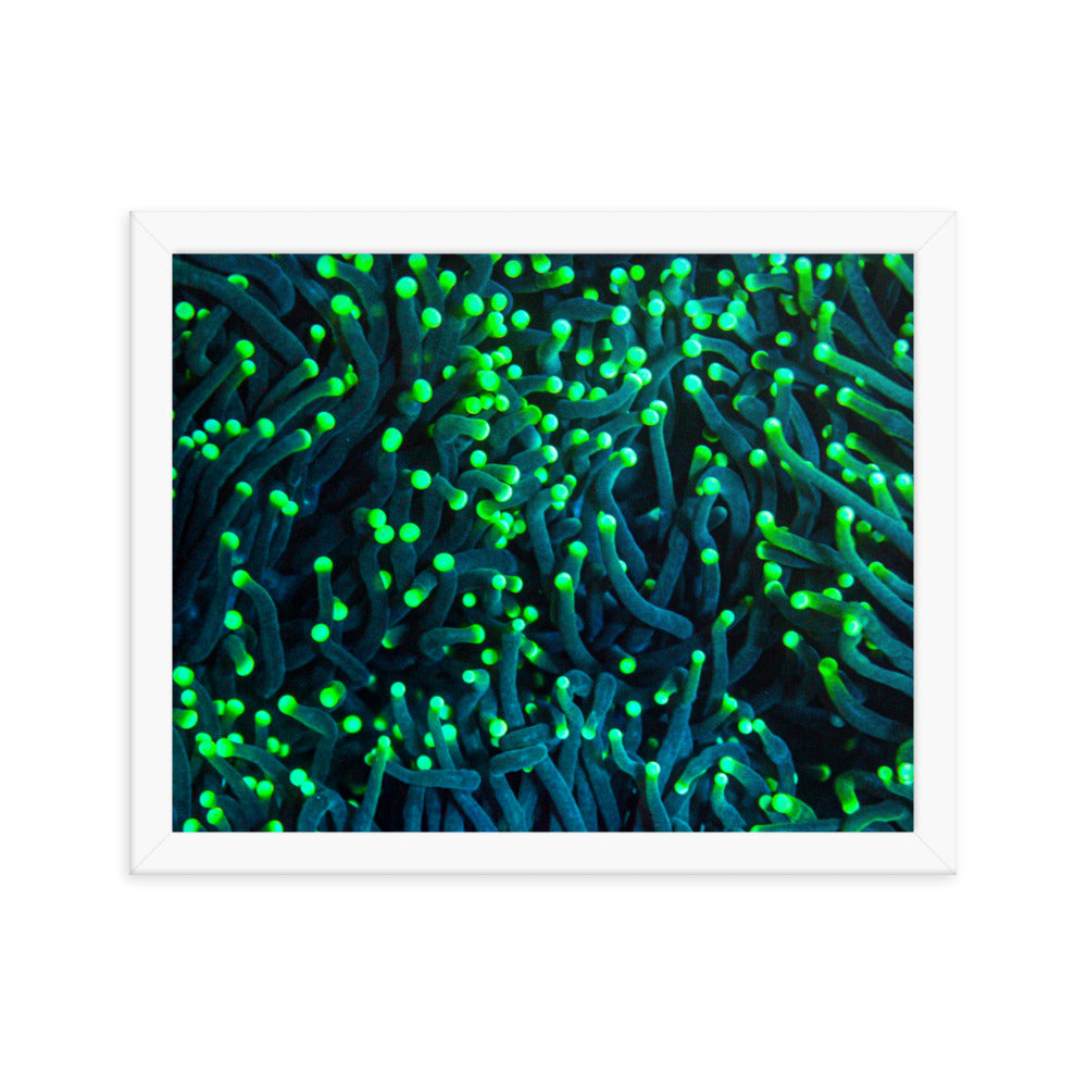 Firefly Rockets  - Framed Fine Art Print - Coral Reef Photography Art