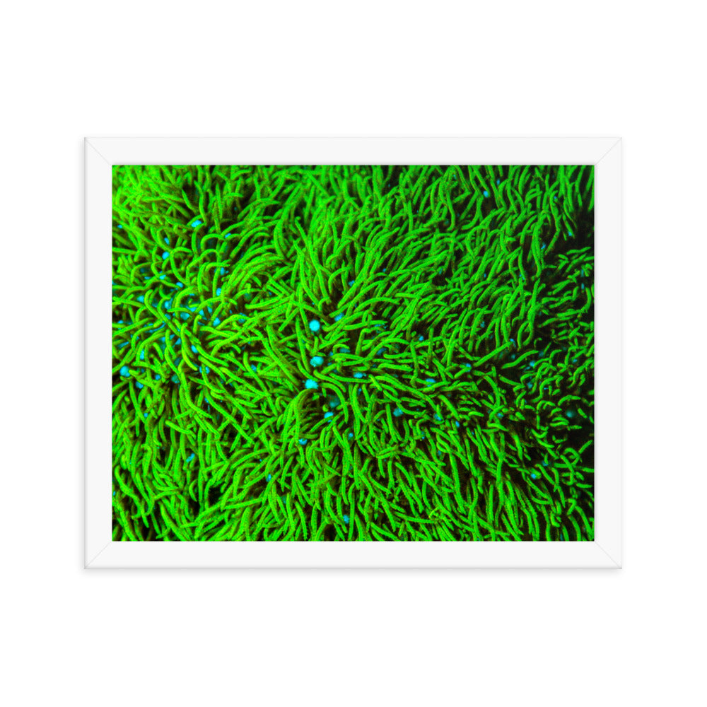 Greener Pastures  - Framed Fine Art Print - Coral Reef Photography Art