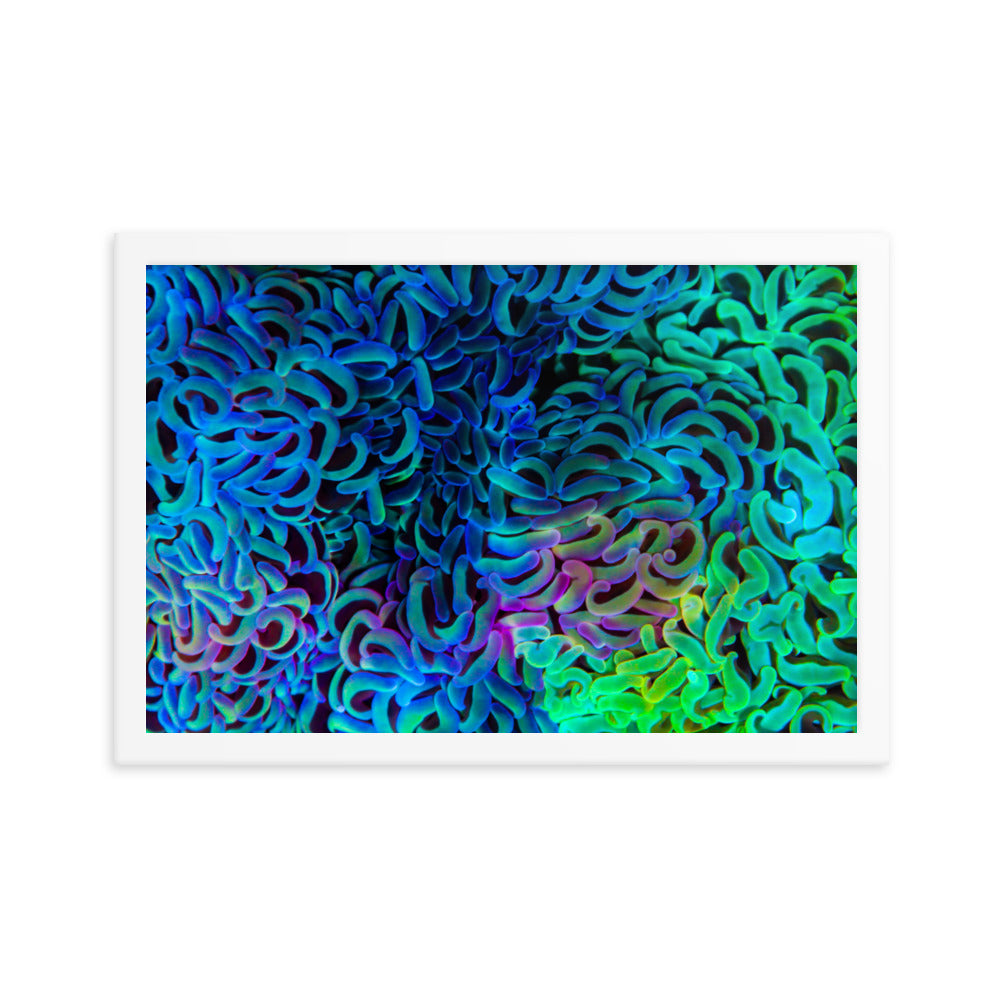 Aurora - Framed Fine Art Print - Coral Reef Photography Art