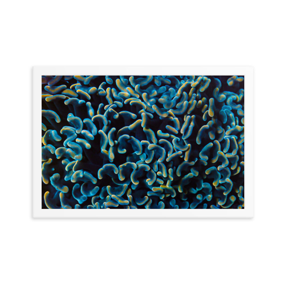Below The Horizon - Framed Fine Art Print - Coral Reef Photography Art