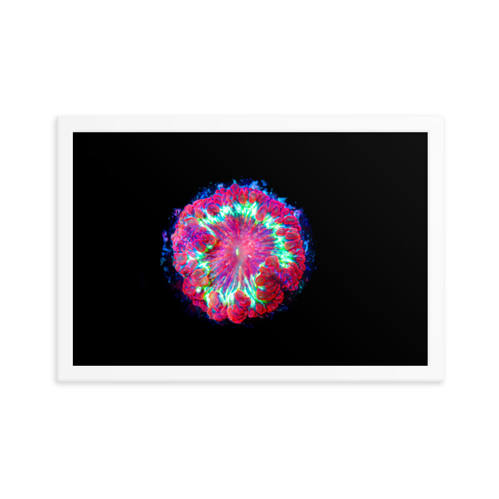 Blastonova - Framed Fine Art Print - Coral Reef Photography Art