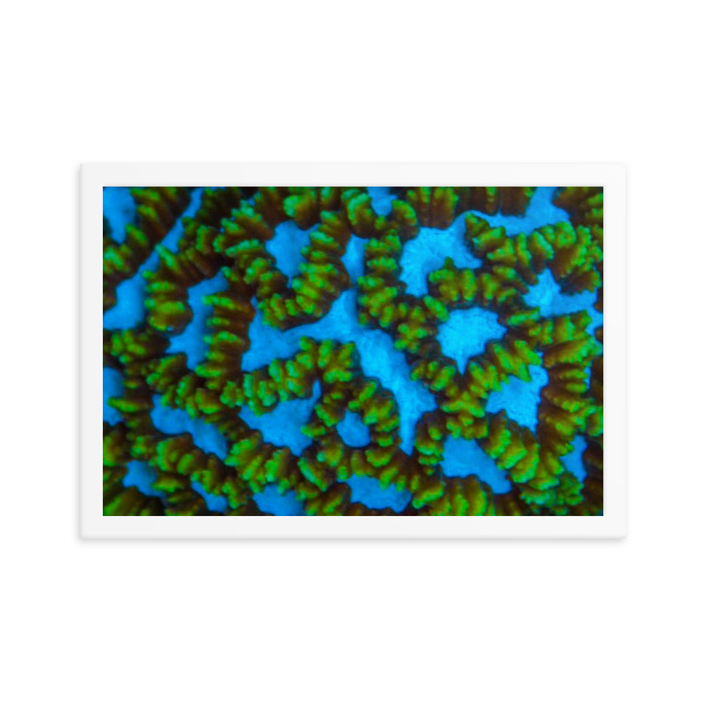 Blue Domino - Framed Fine Art Print - Coral Reef Photography Art
