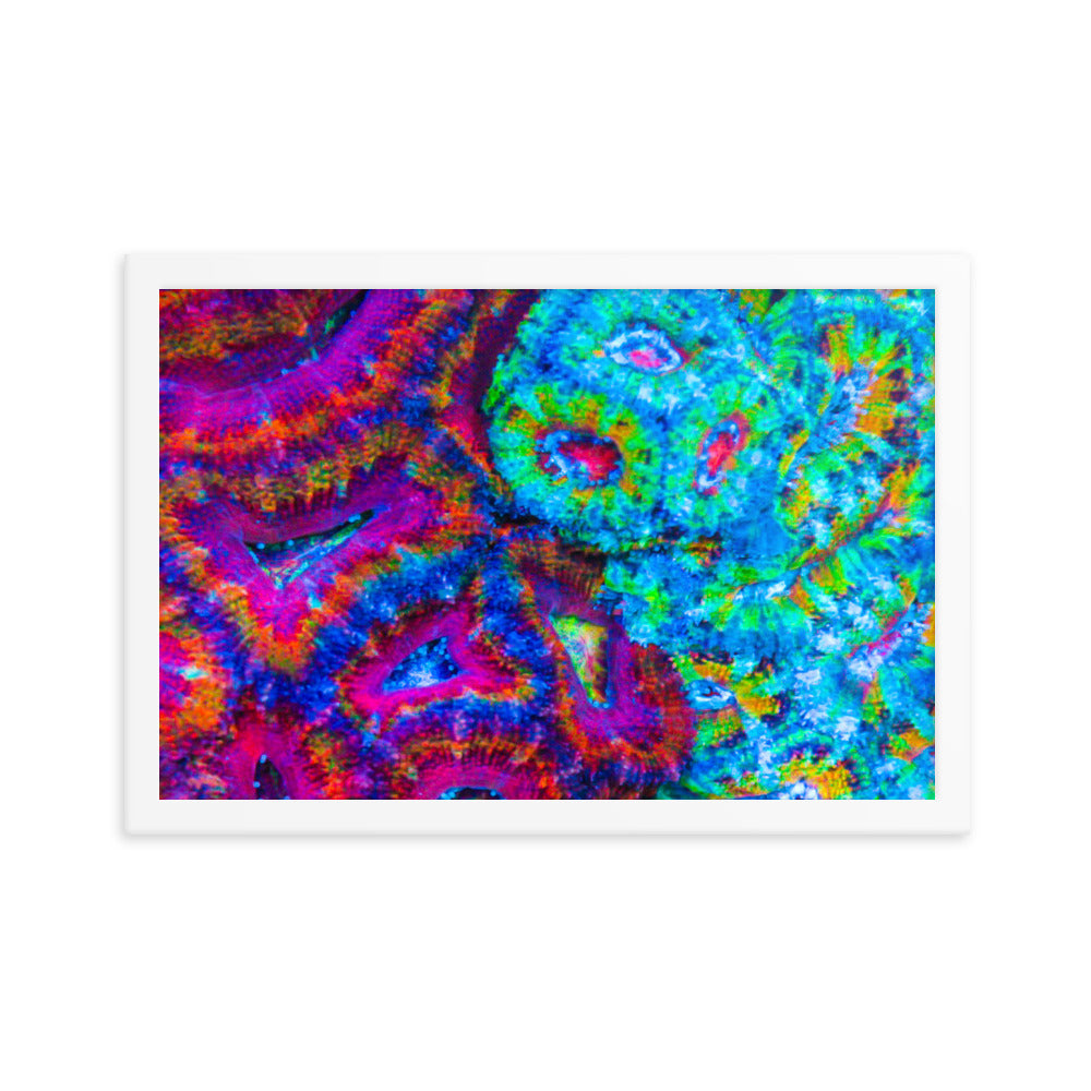 DreamWeaver  - Framed Fine Art Print - Coral Reef Photography Art