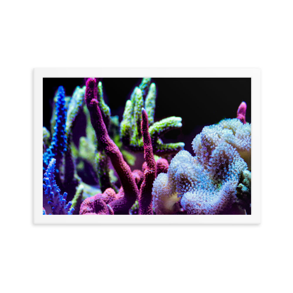 Fairy Garden  - Framed Fine Art Print - Coral Reef Photography Art