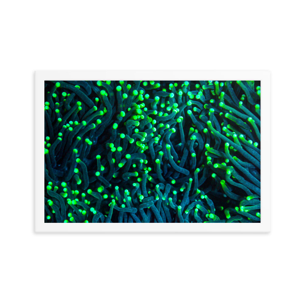 Firefly Rockets  - Framed Fine Art Print - Coral Reef Photography Art
