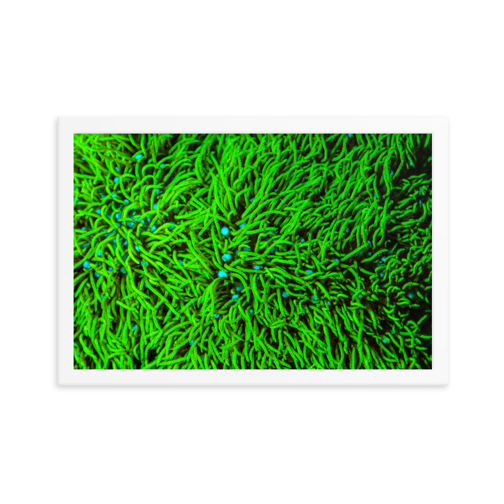 Greener Pastures  - Framed Fine Art Print - Coral Reef Photography Art