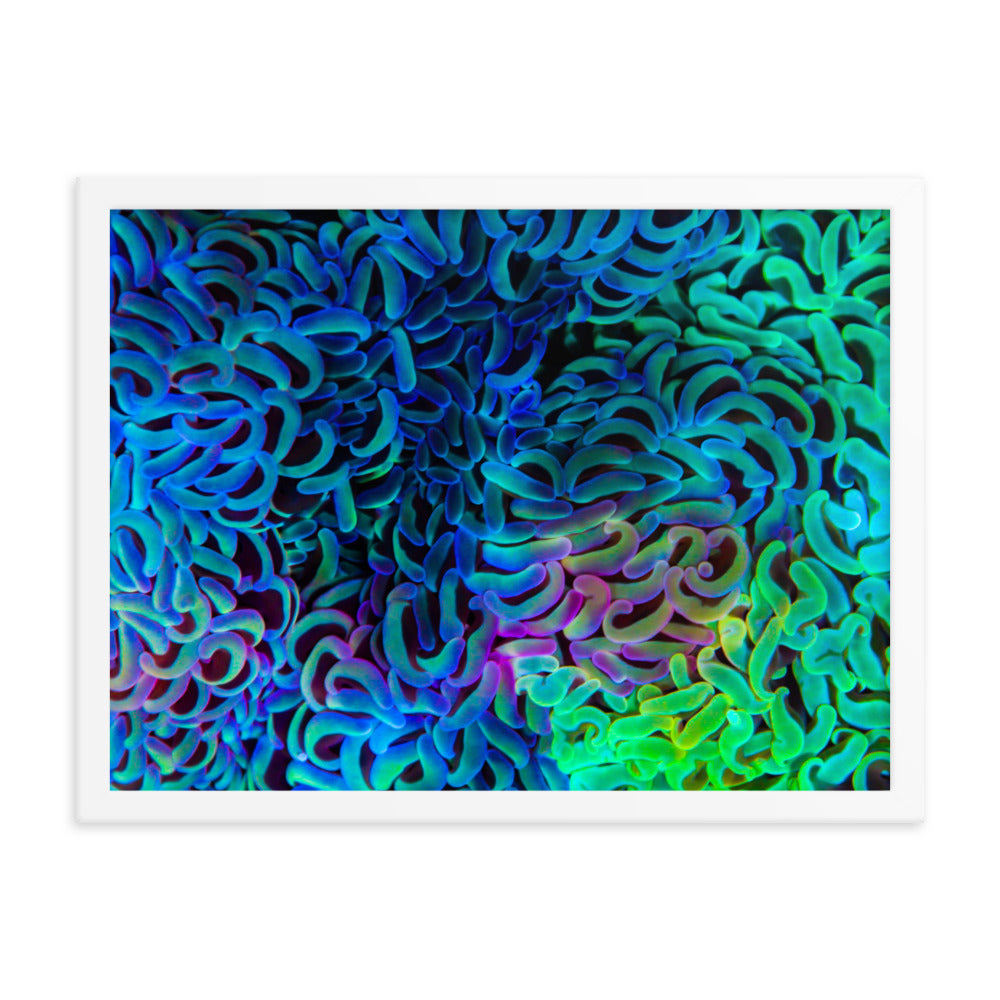 Aurora - Framed Fine Art Print - Coral Reef Photography Art