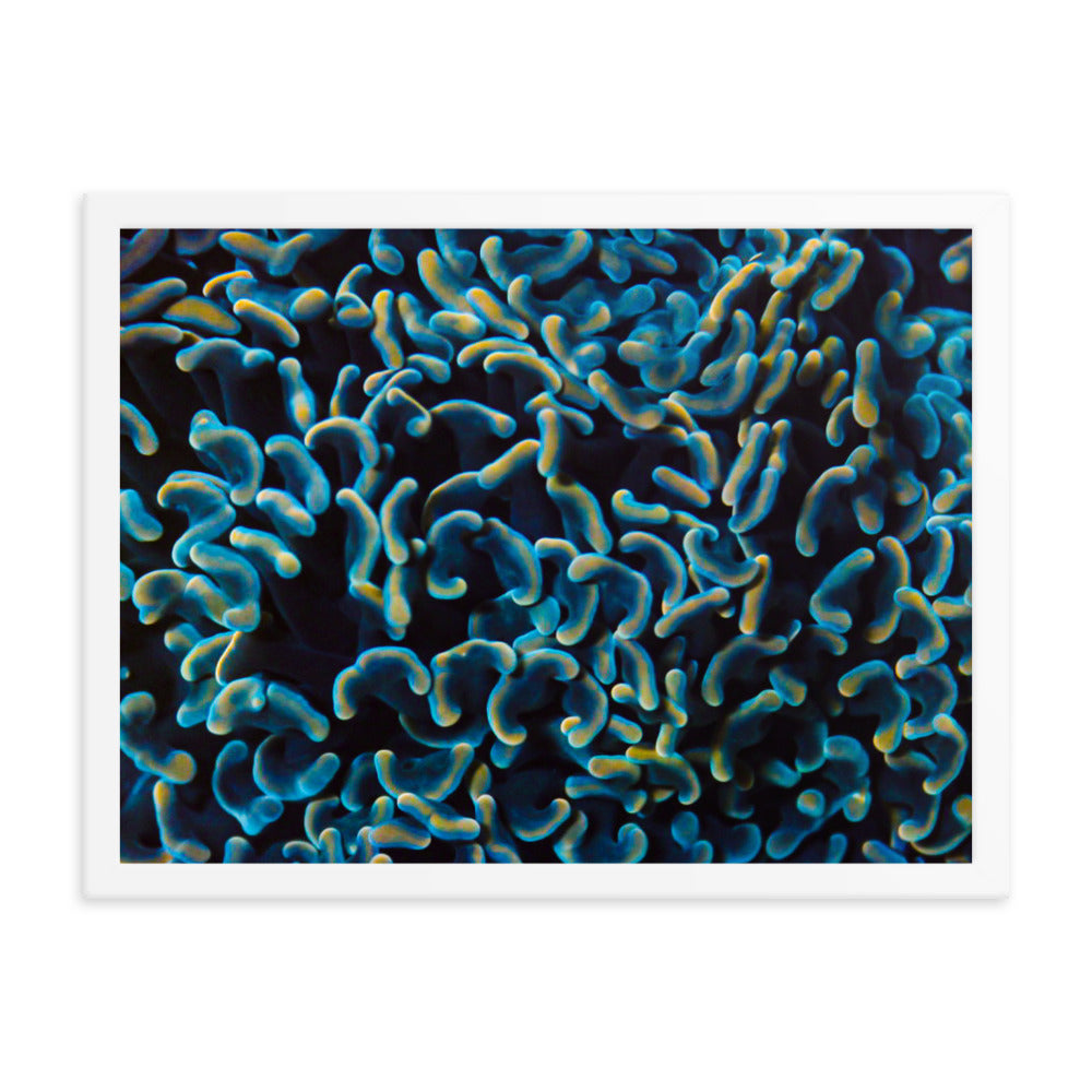 Below The Horizon - Framed Fine Art Print - Coral Reef Photography Art