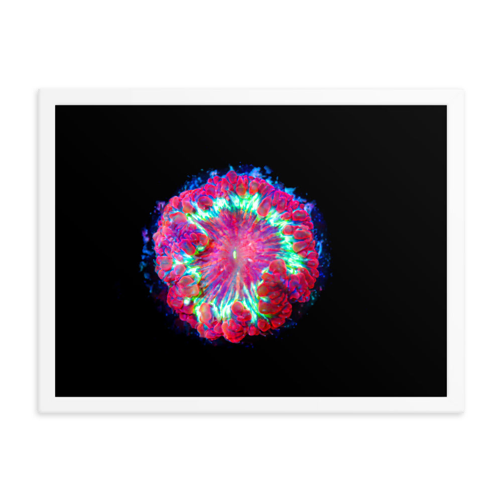 Blastonova - Framed Fine Art Print - Coral Reef Photography Art