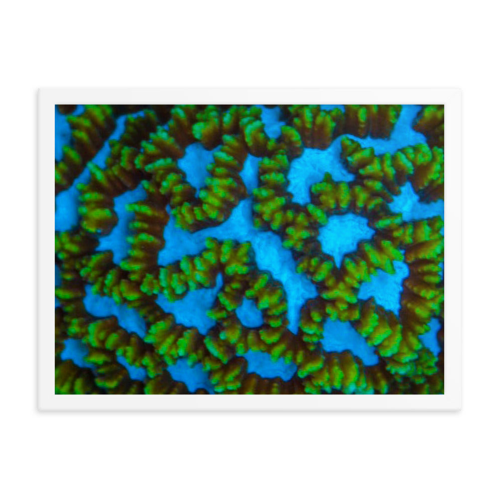 Blue Domino - Framed Fine Art Print - Coral Reef Photography Art