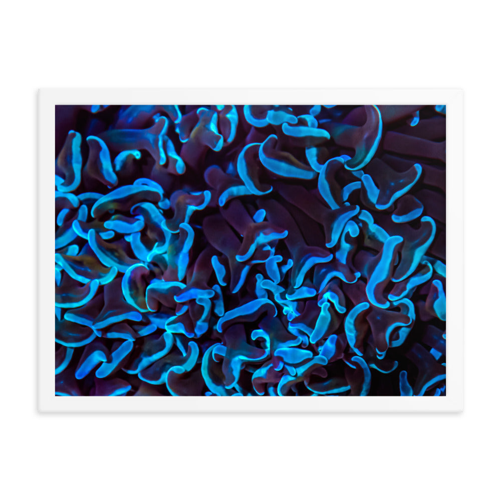 Chocolate Tides  - Framed Fine Art Print - Coral Reef Photography Art