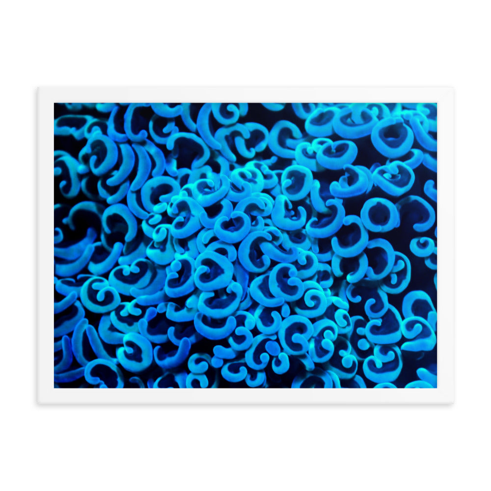 Cupid's Curls  - Framed Fine Art Print - Coral Reef Photography Art