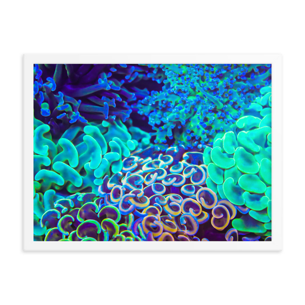 Coral Bouquet - Framed Fine Art Print - Coral Reef Photography Art