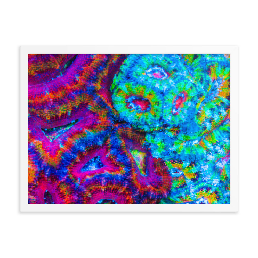 DreamWeaver  - Framed Fine Art Print - Coral Reef Photography Art