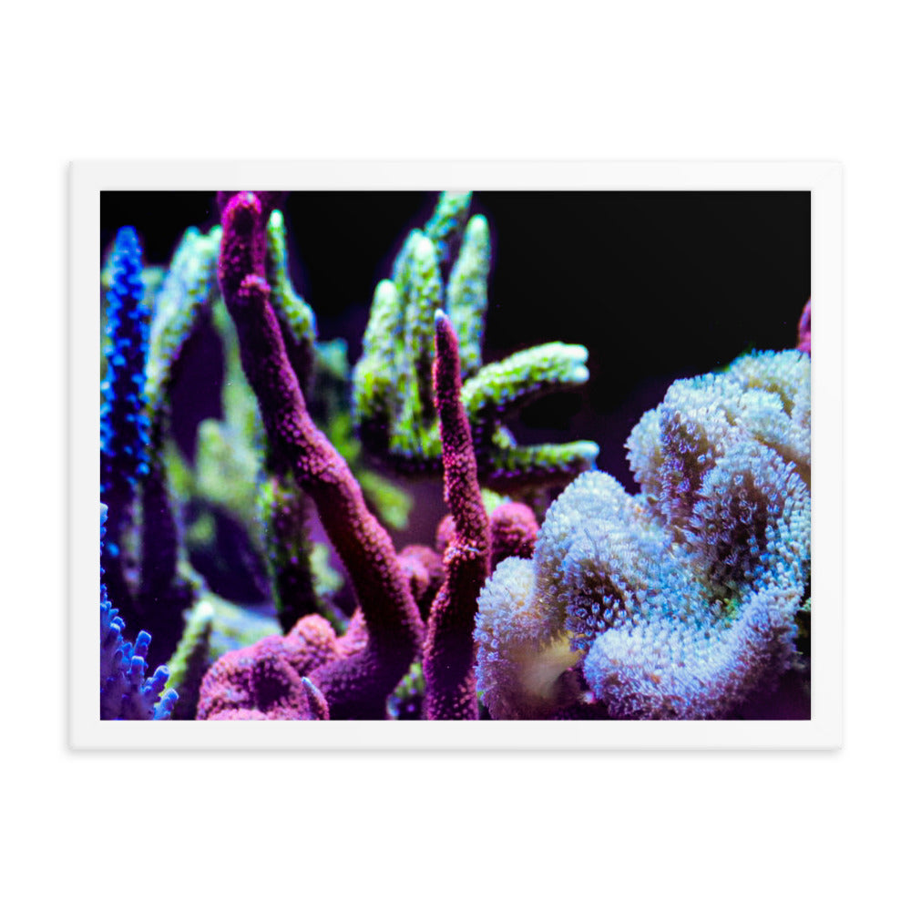 Fairy Garden  - Framed Fine Art Print - Coral Reef Photography Art