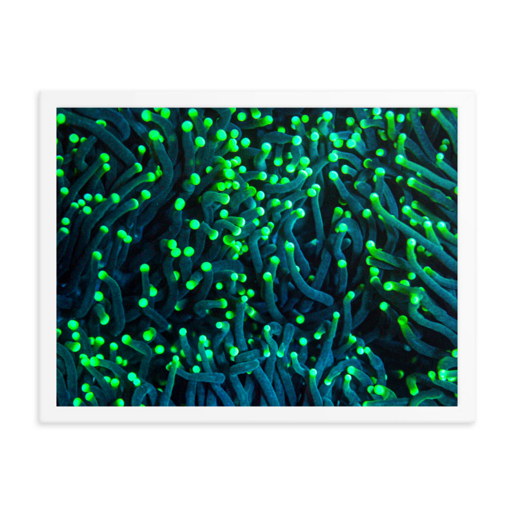 Firefly Rockets  - Framed Fine Art Print - Coral Reef Photography Art