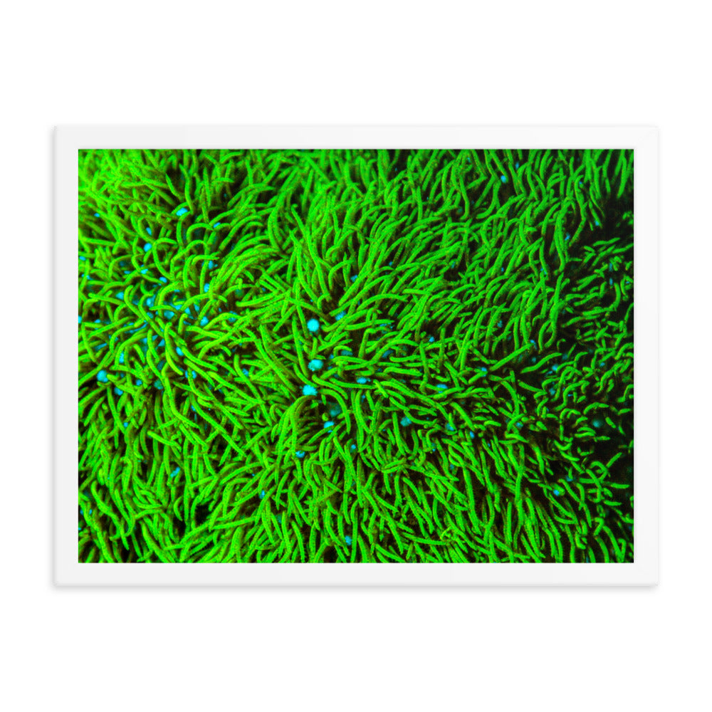 Greener Pastures  - Framed Fine Art Print - Coral Reef Photography Art