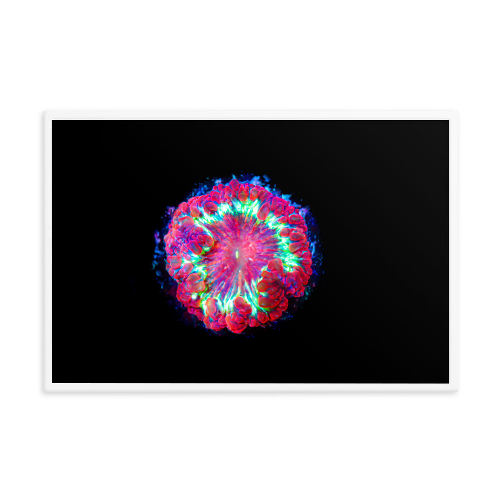 Blastonova - Framed Fine Art Print - Coral Reef Photography Art