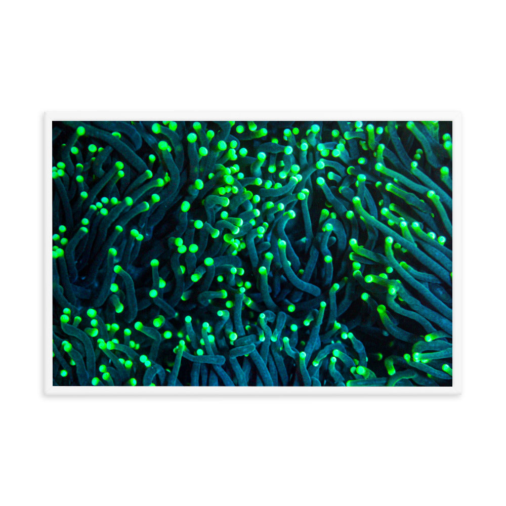Firefly Rockets  - Framed Fine Art Print - Coral Reef Photography Art