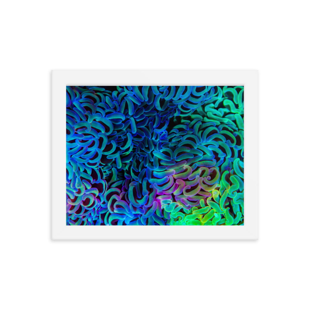 Aurora - Framed Fine Art Print - Coral Reef Photography Art