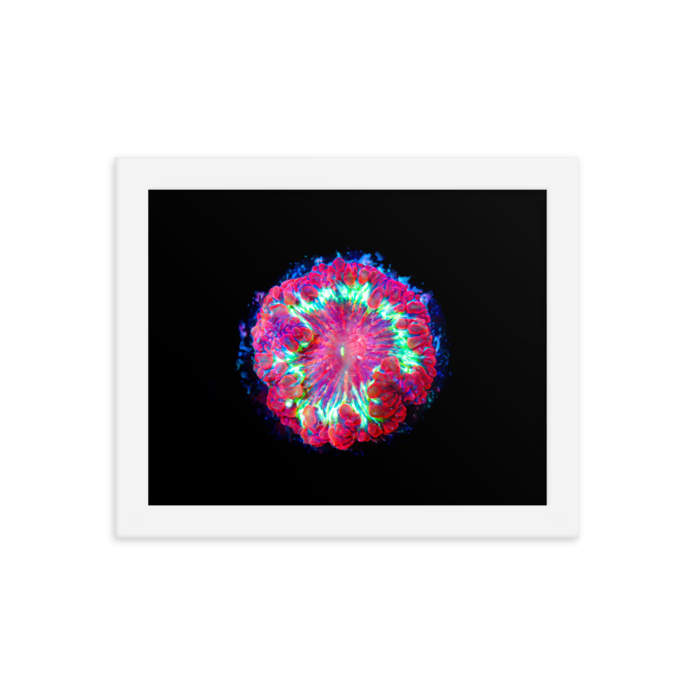 Blastonova - Framed Fine Art Print - Coral Reef Photography Art