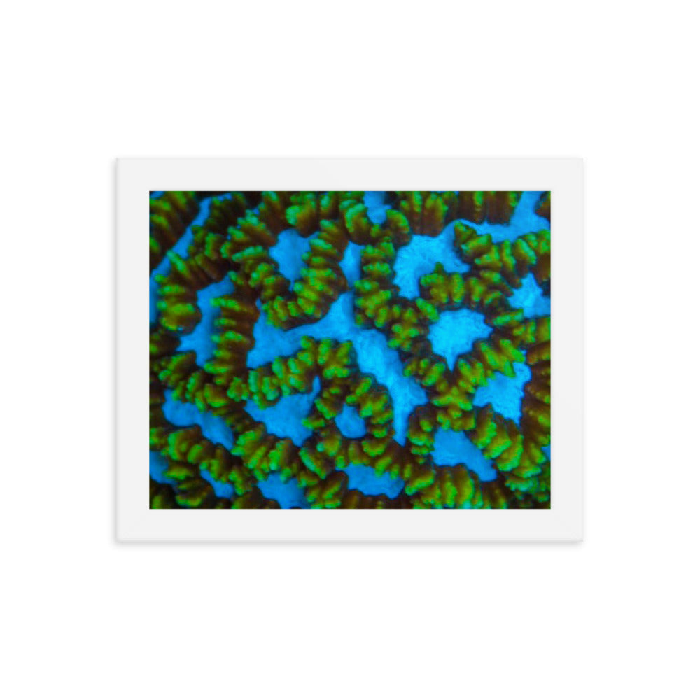 Blue Domino - Framed Fine Art Print - Coral Reef Photography Art