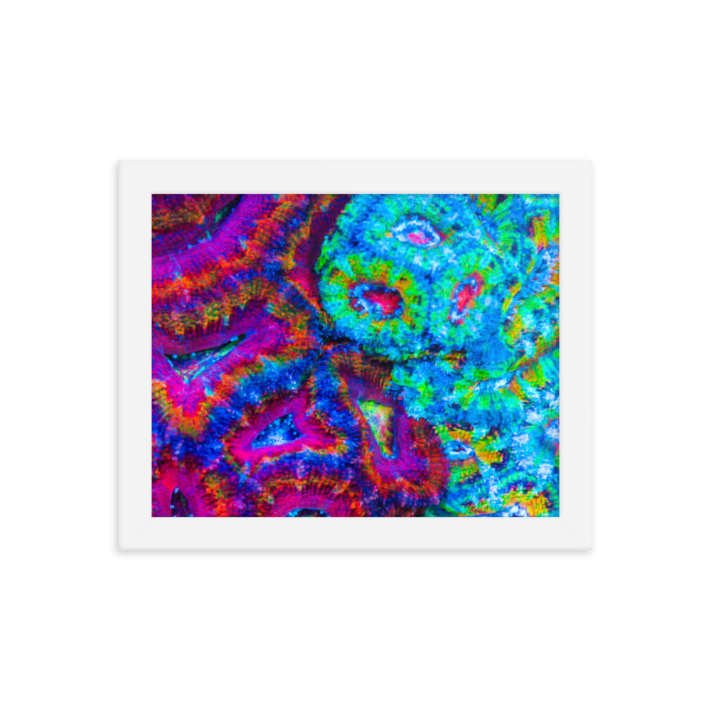 DreamWeaver  - Framed Fine Art Print - Coral Reef Photography Art