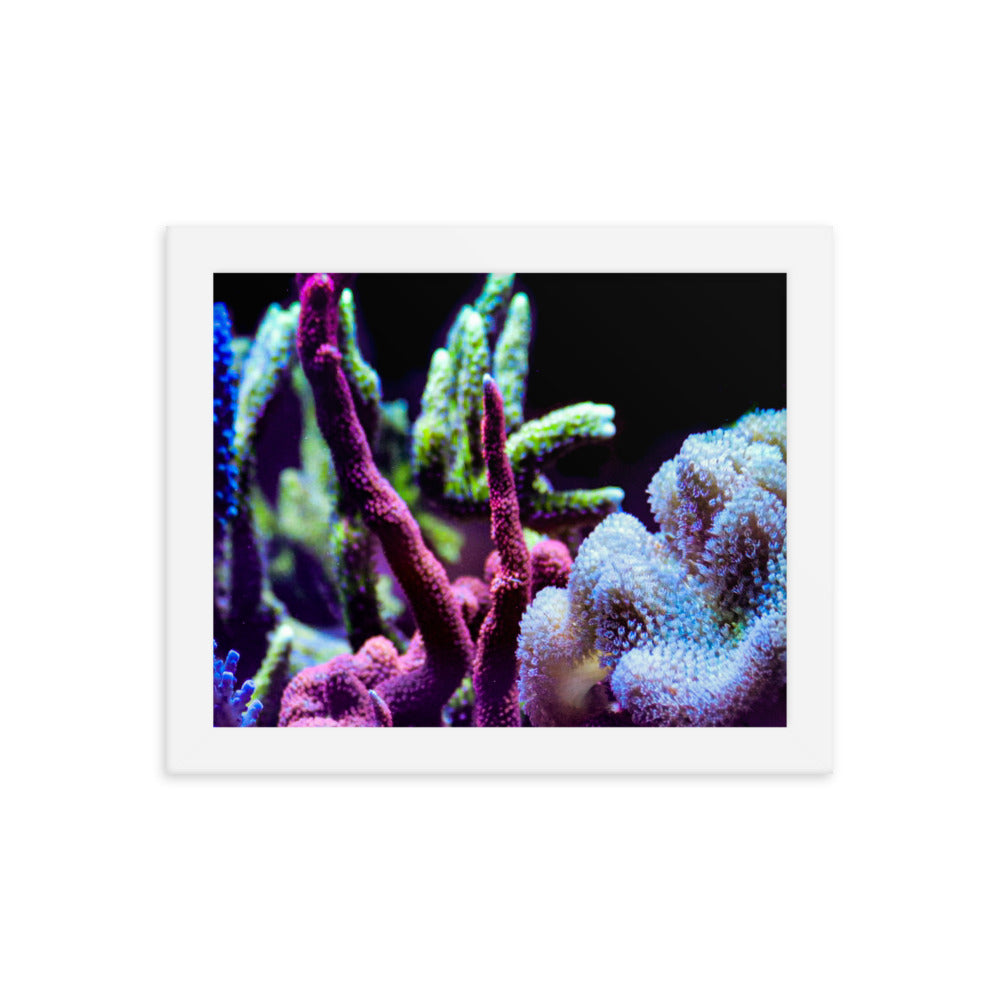 Fairy Garden  - Framed Fine Art Print - Coral Reef Photography Art