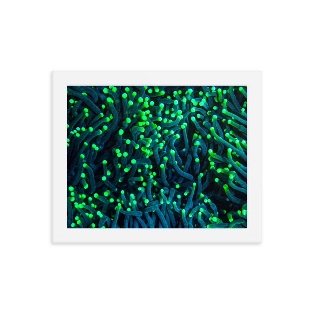 Firefly Rockets  - Framed Fine Art Print - Coral Reef Photography Art