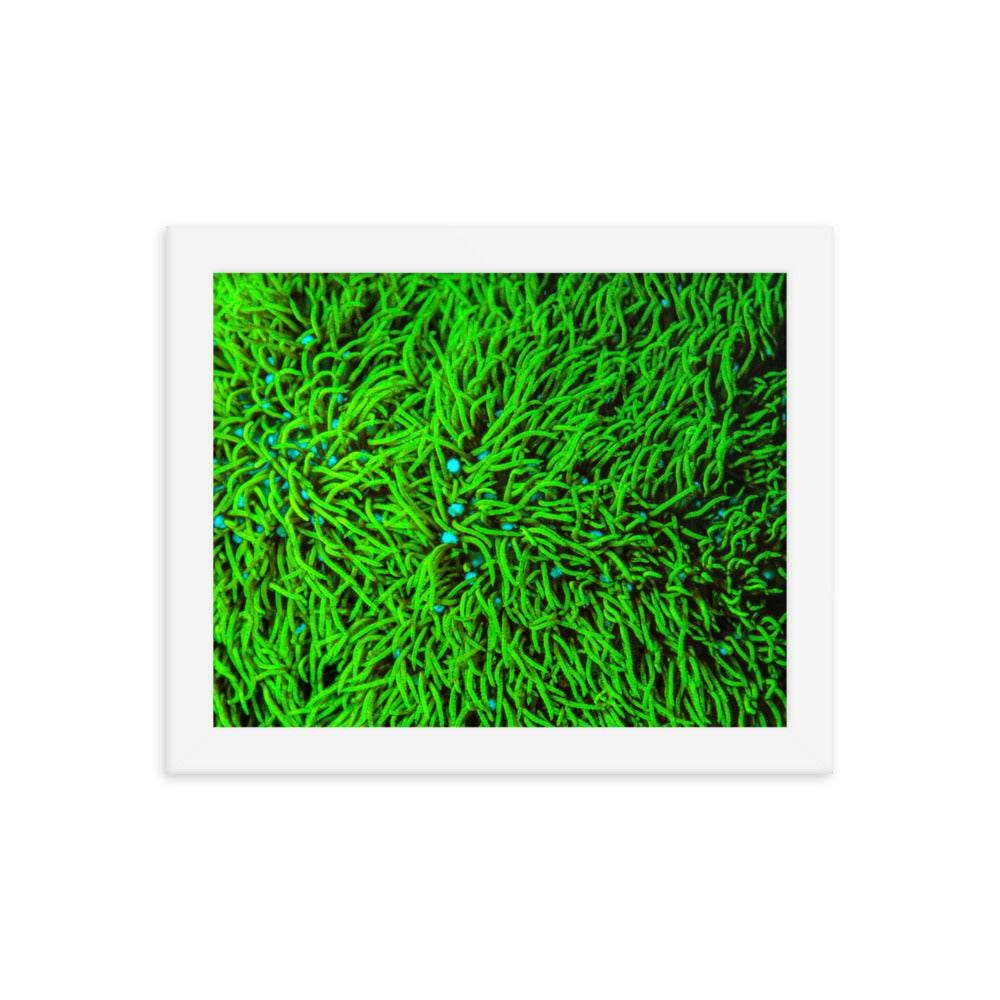 Greener Pastures  - Framed Fine Art Print - Coral Reef Photography Art
