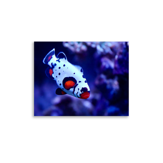 Ocellated Jester - Fine Art Print - Coral Reef Photography Art