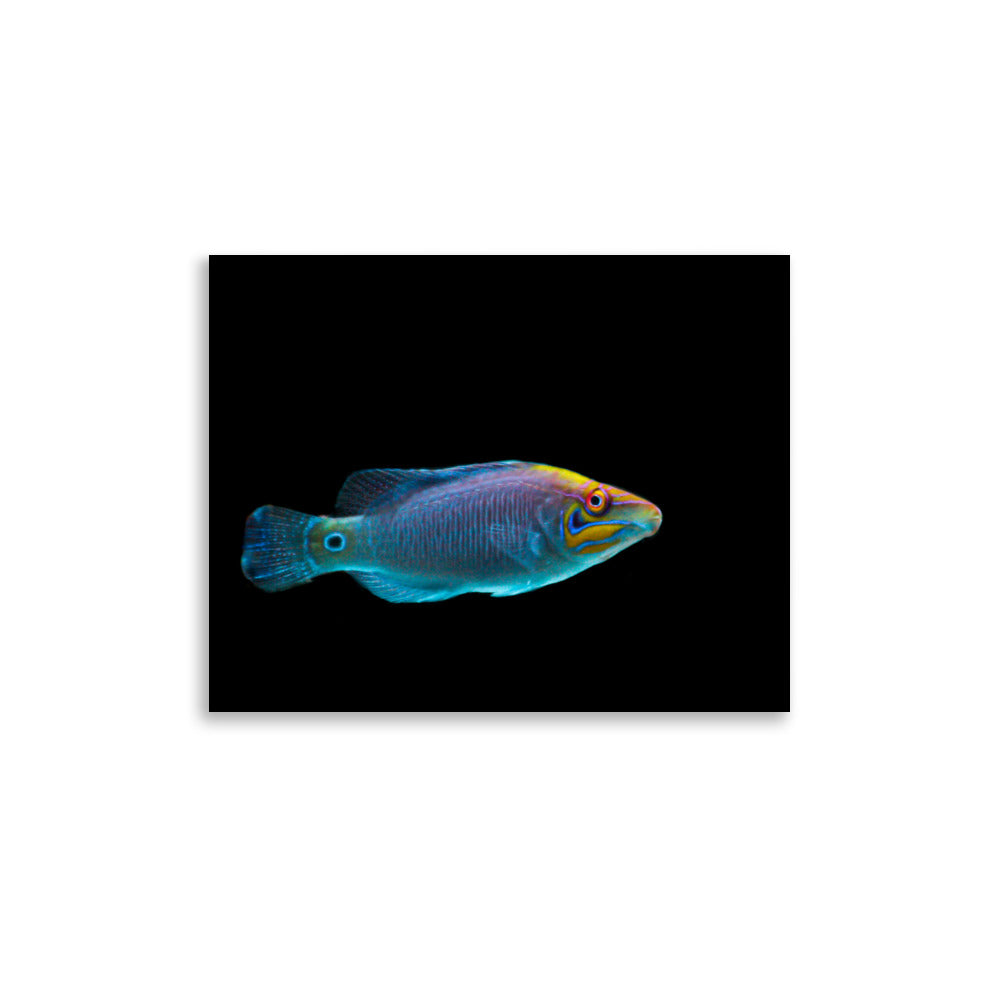 Fluores-Face - Fine Art Print - Coral Reef Photography Art