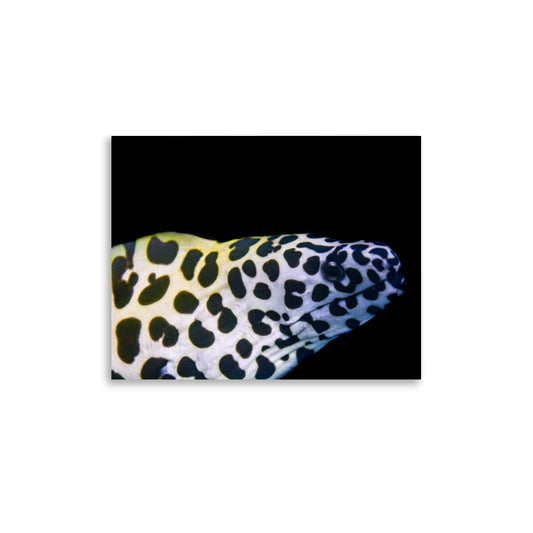 Blue In The Face - Fine Art Print - Coral Reef Photography Art