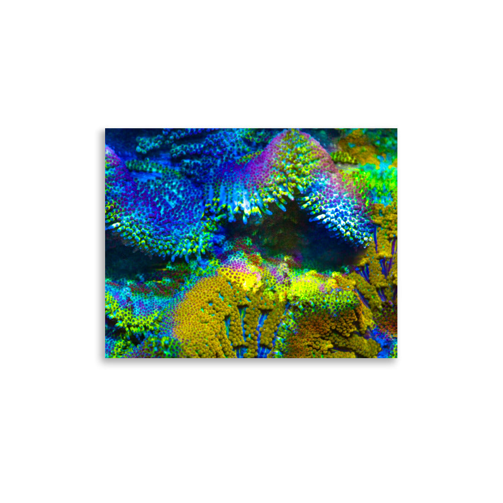 Shades Of Madness - Fine Art Print - Coral Reef Photography Art