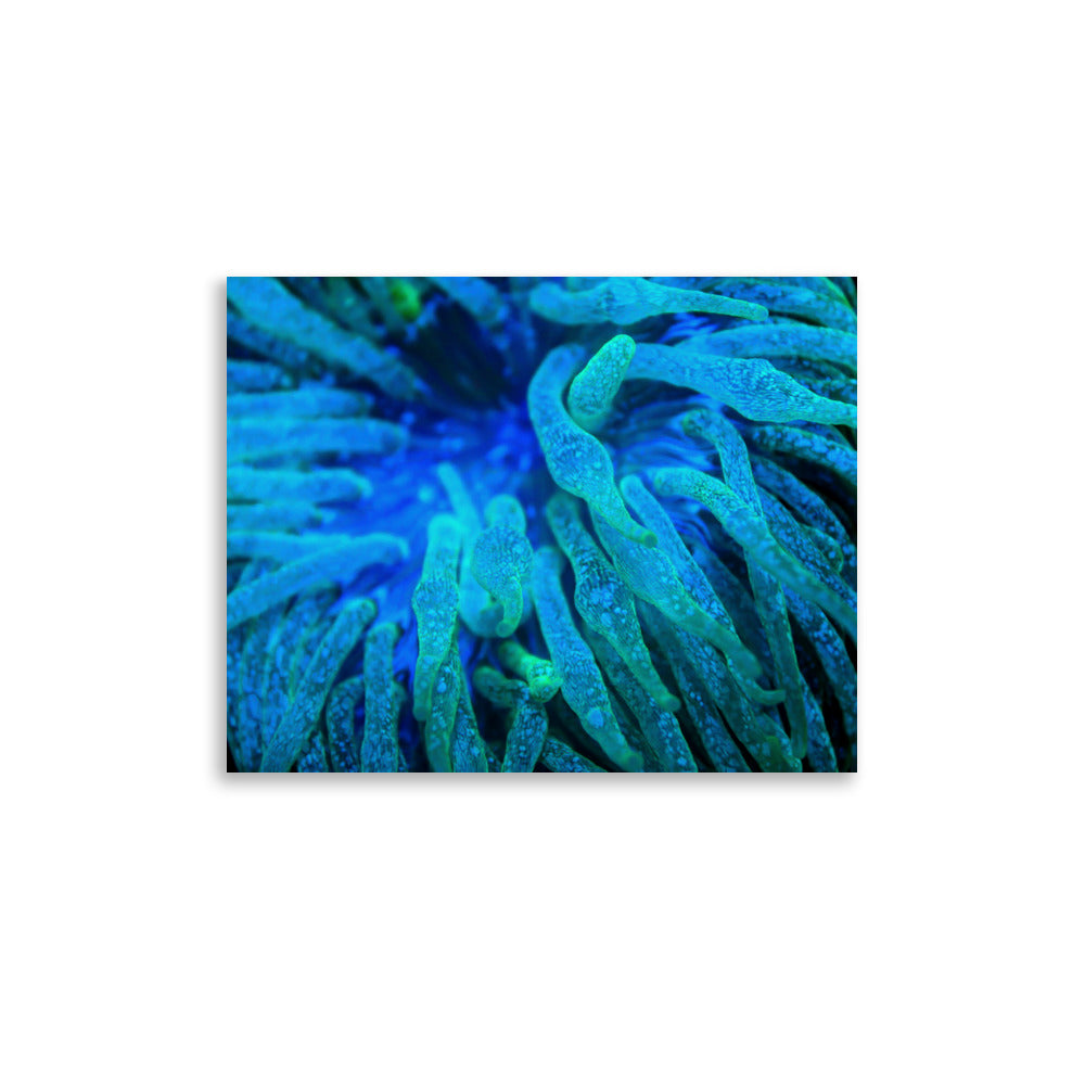 Acid Locs - Fine Art Print - Coral Reef Photography Art