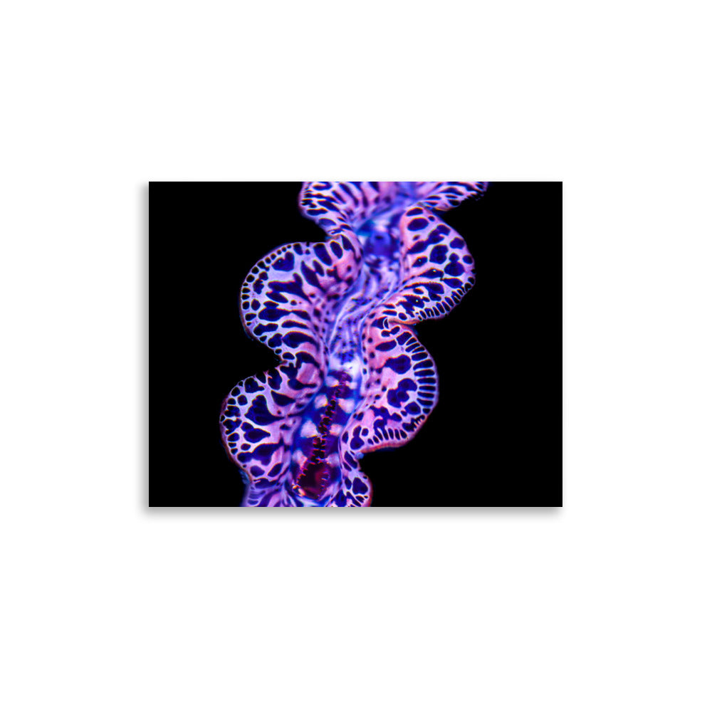 Plasma Portal - Fine Art Print - Coral Reef Photography Art