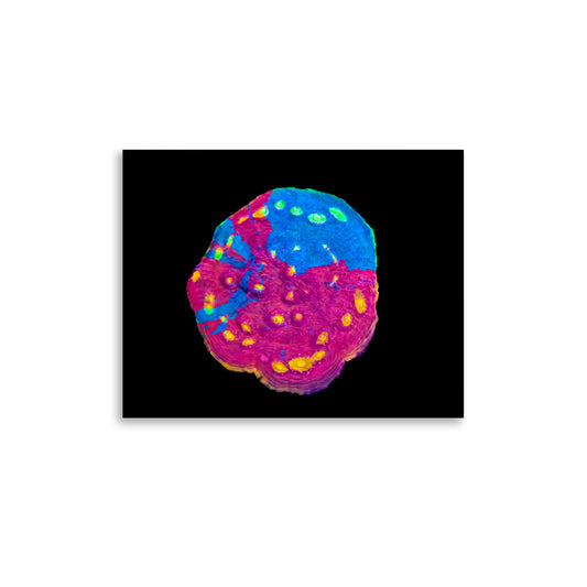 Waxberry - Fine Art Print - Coral Reef Photography Art
