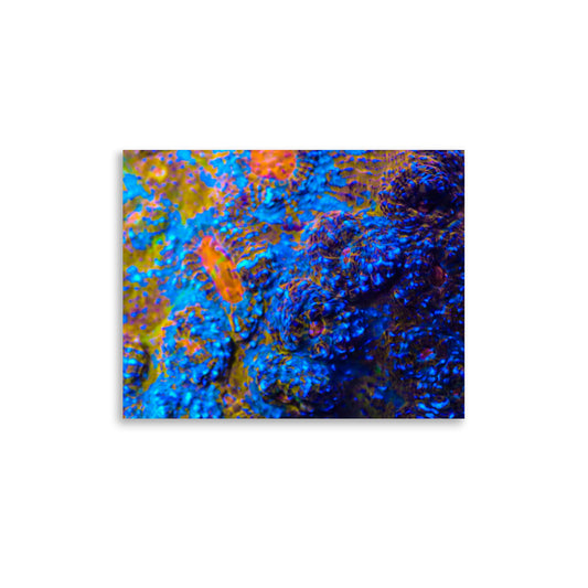 Martian Tundra - Fine Art Print - Coral Reef Photography Art