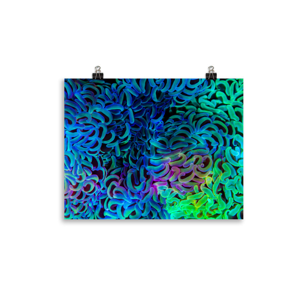 Aurora - Fine Art Print - Coral Reef Photography Art