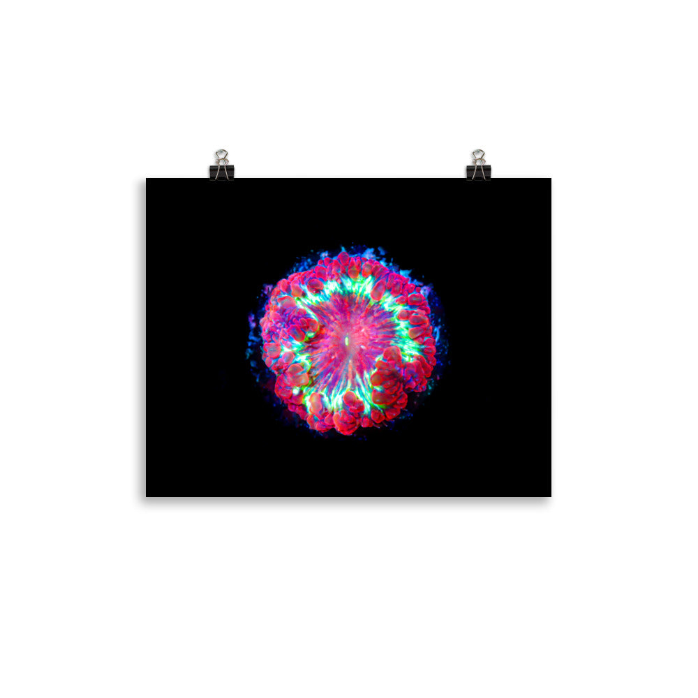 Blastonova - Fine Art Print - Coral Reef Photography Art