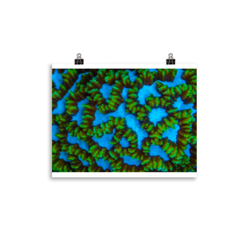 Blue Domino - Fine Art Print - Coral Reef Photography Art