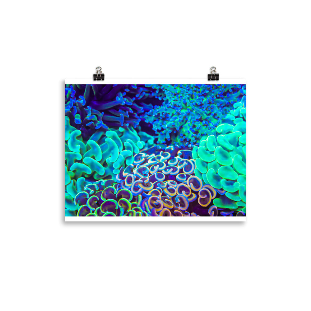 Coral Bouquet - Fine Art Print - Coral Reef Photography Art