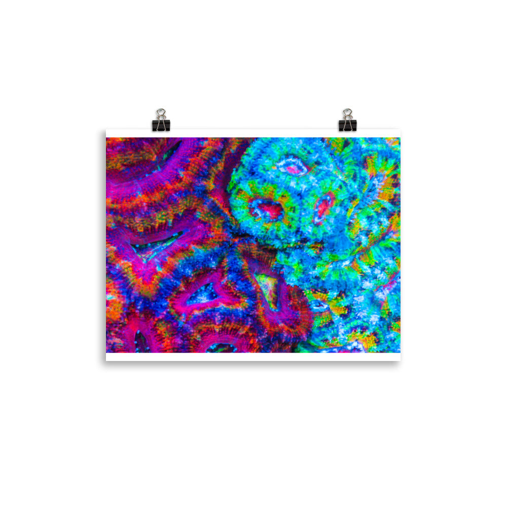 DreamWeaver  - Fine Art Print - Coral Reef Photography Art
