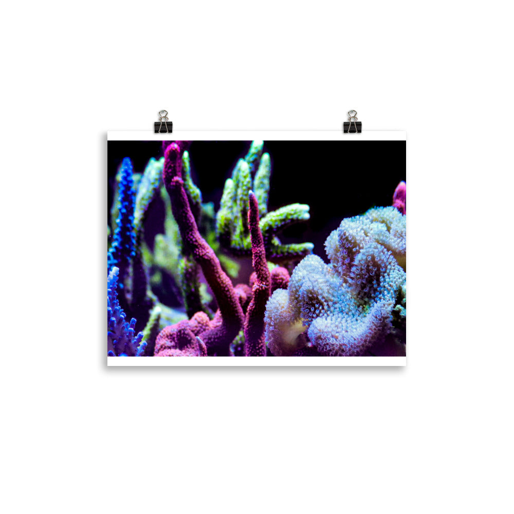 Fairy Garden  - Fine Art Print - Coral Reef Photography Art
