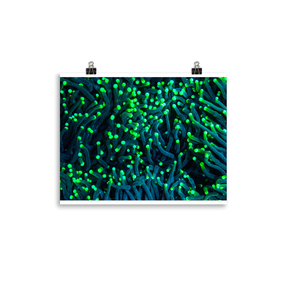 Firefly Rockets  - Fine Art Print - Coral Reef Photography Art